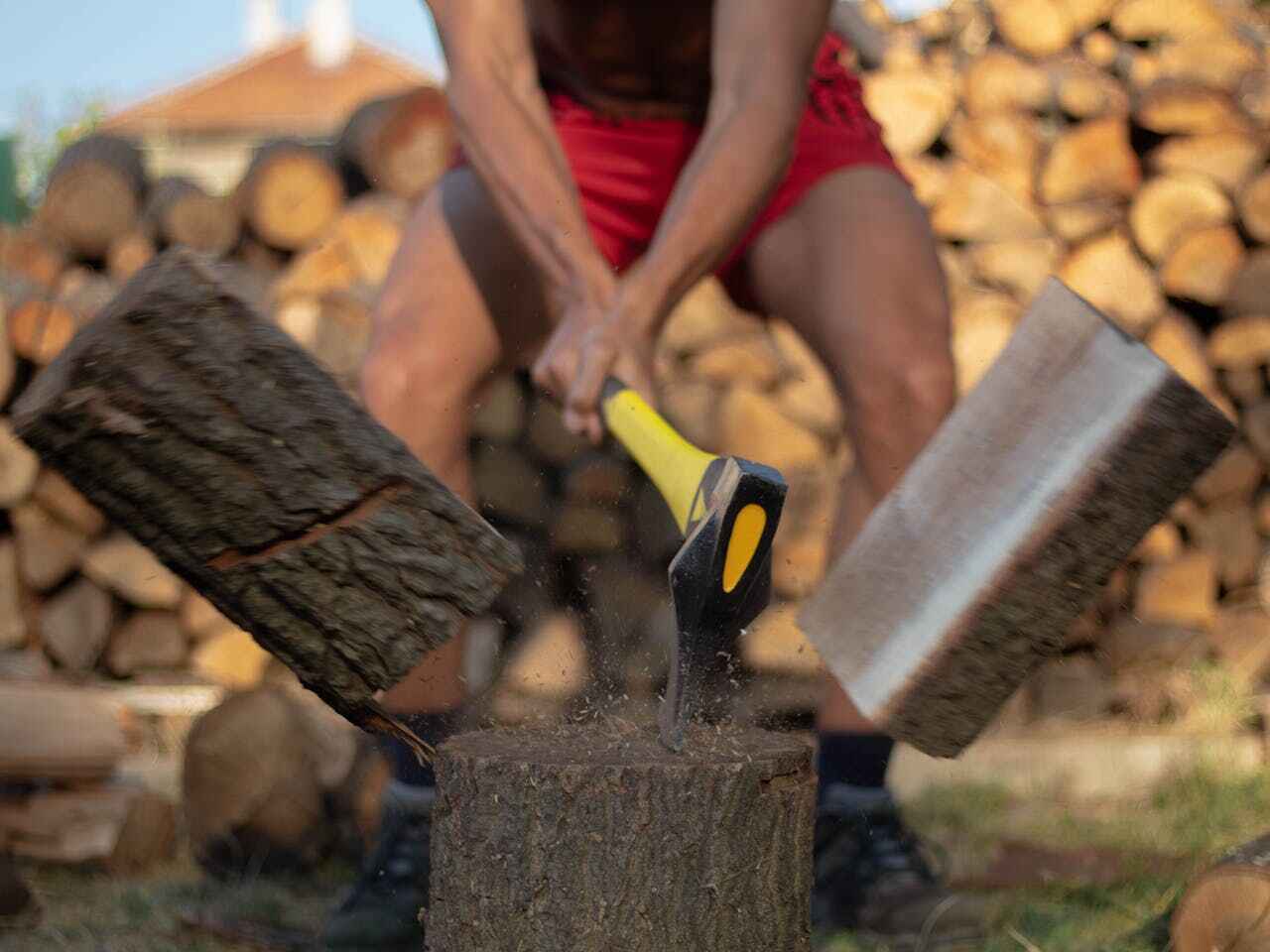 Palm Tree Trimming in Gray, TN